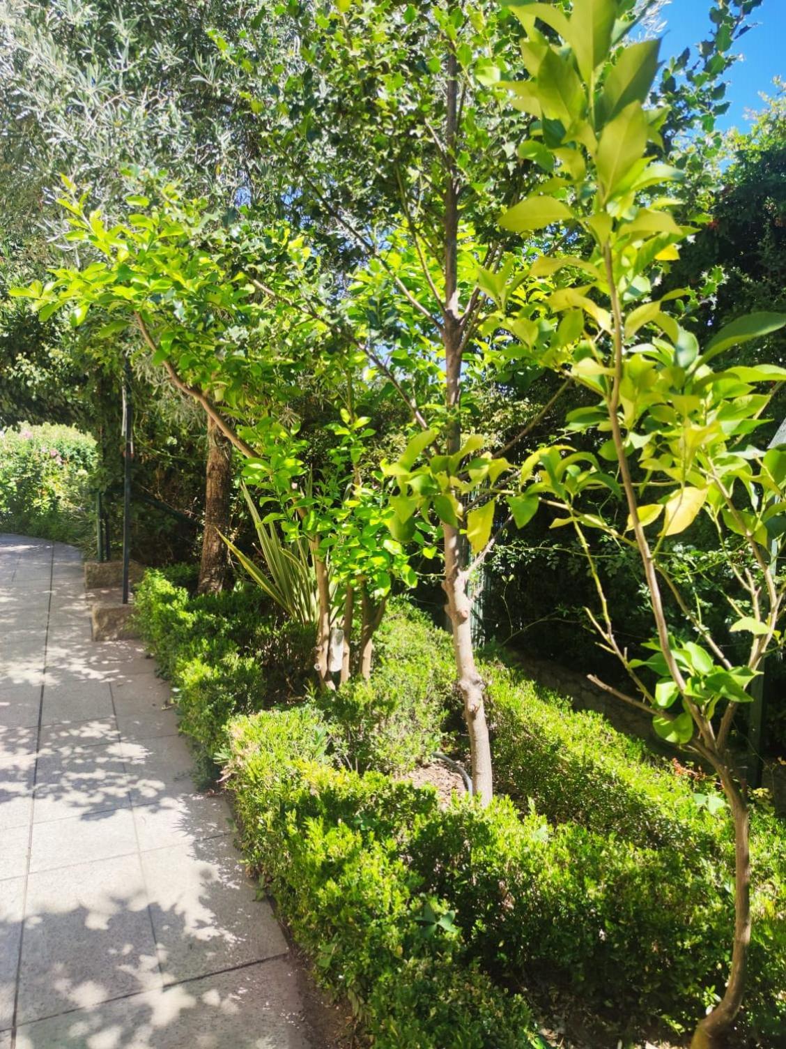 Real Santo Antonio Guest House Tarouca 외부 사진